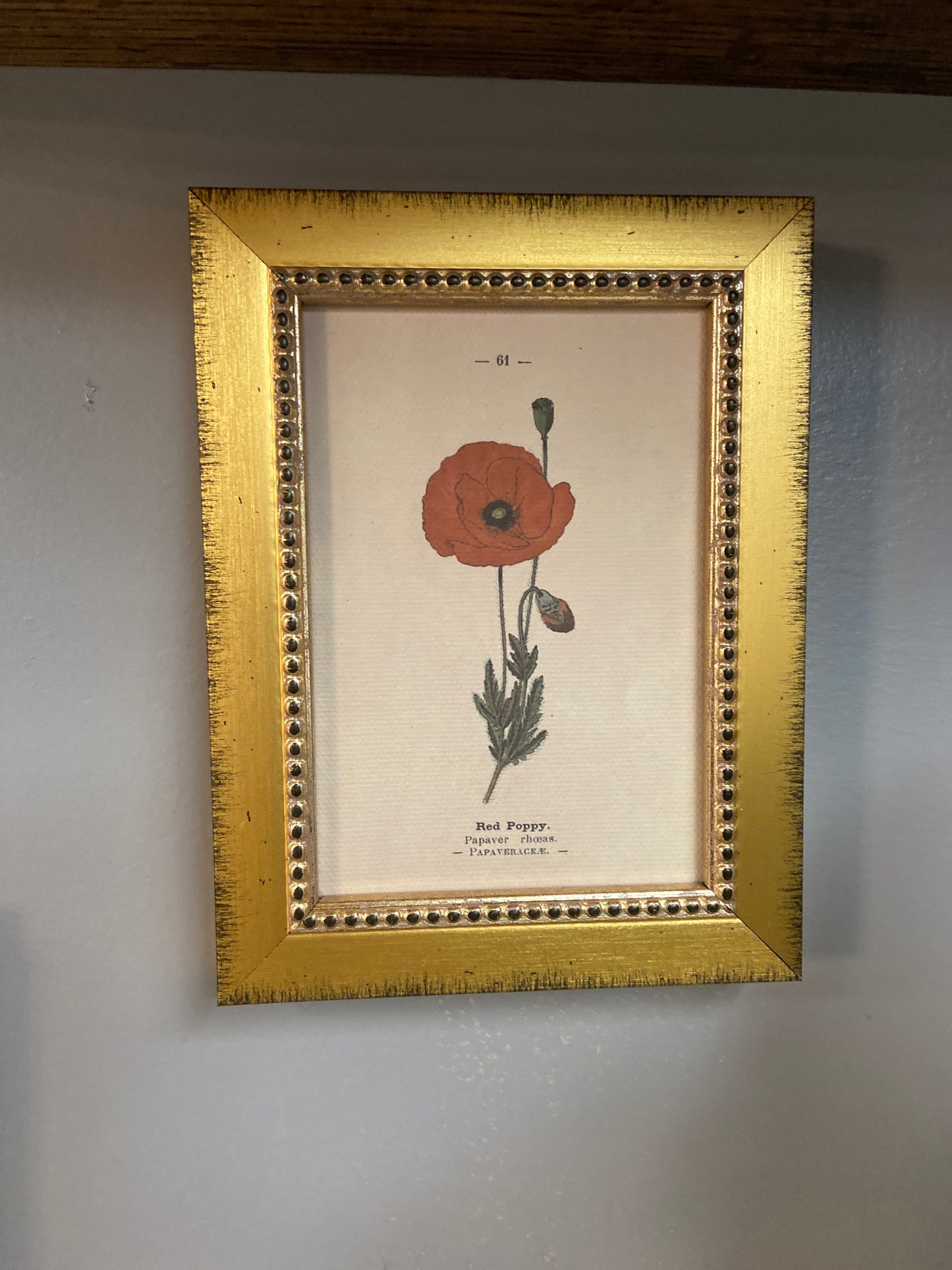 Red Poppy