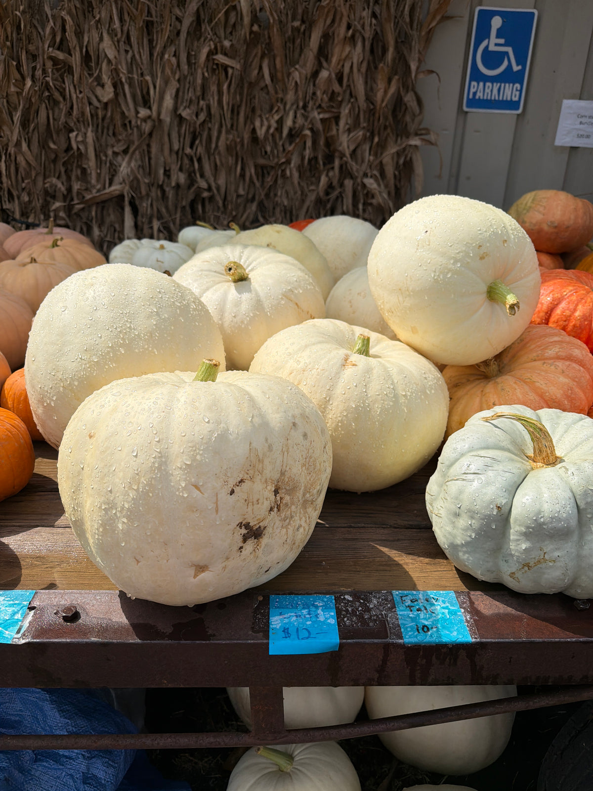 Large White Pumpkin