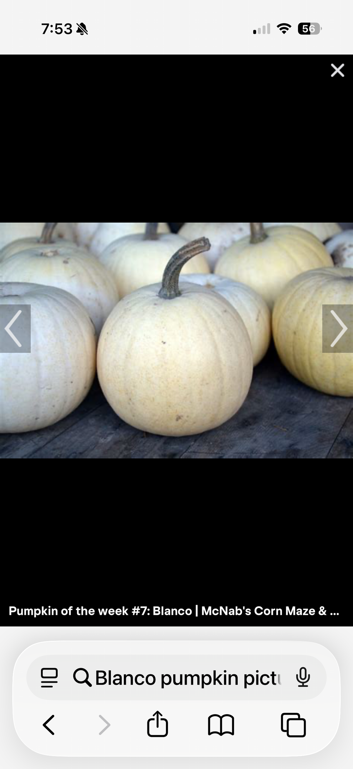Blanco Pumpkin