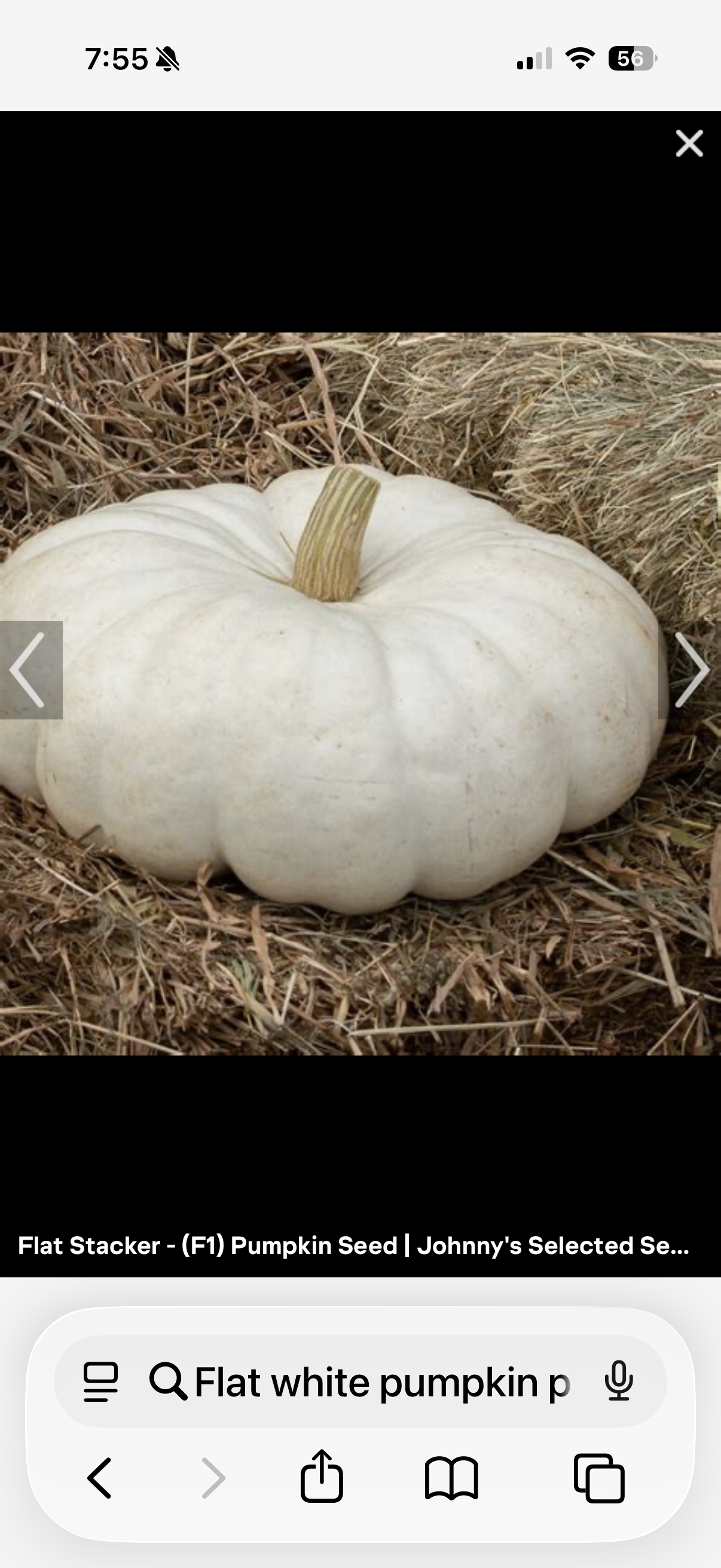 Flat White Pumpkin