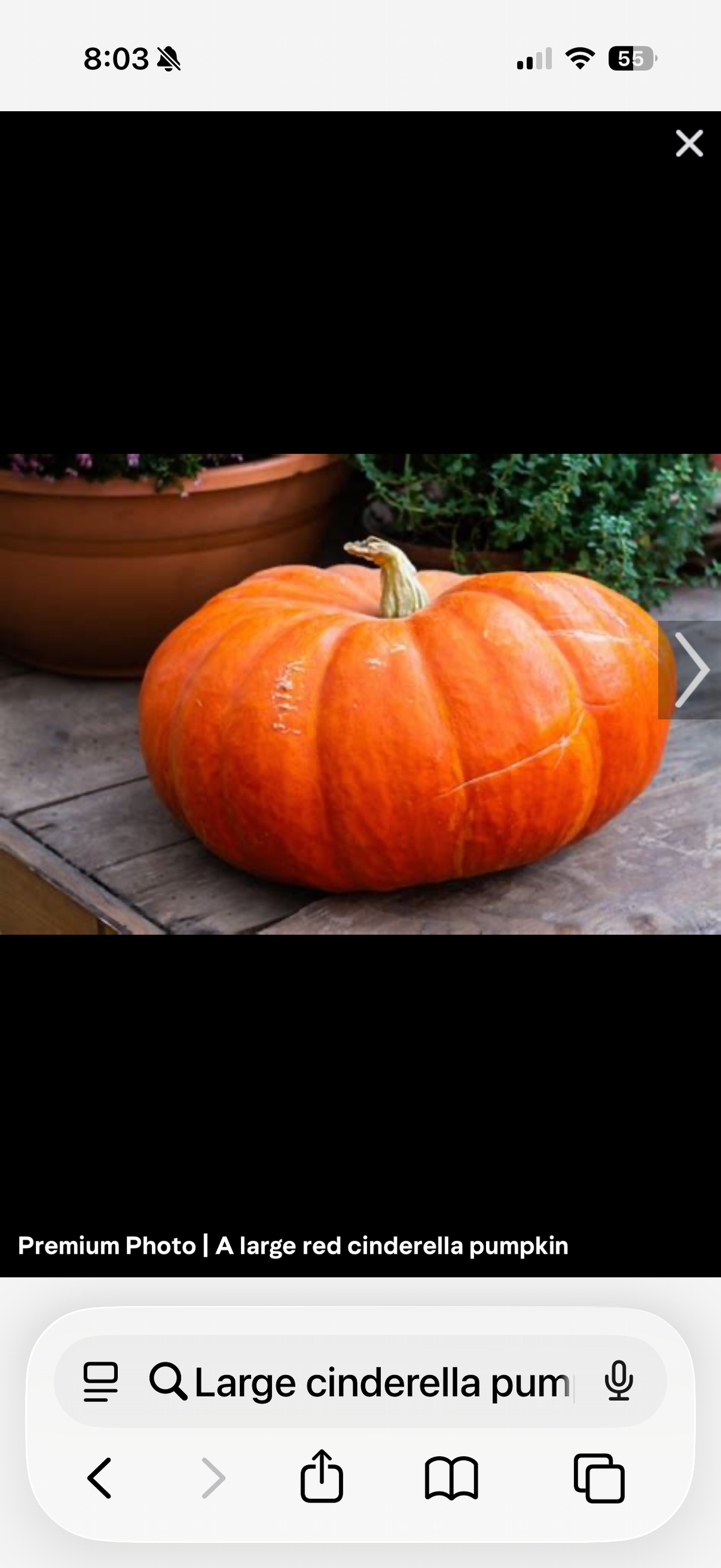 Large Cinderella Pumpkin