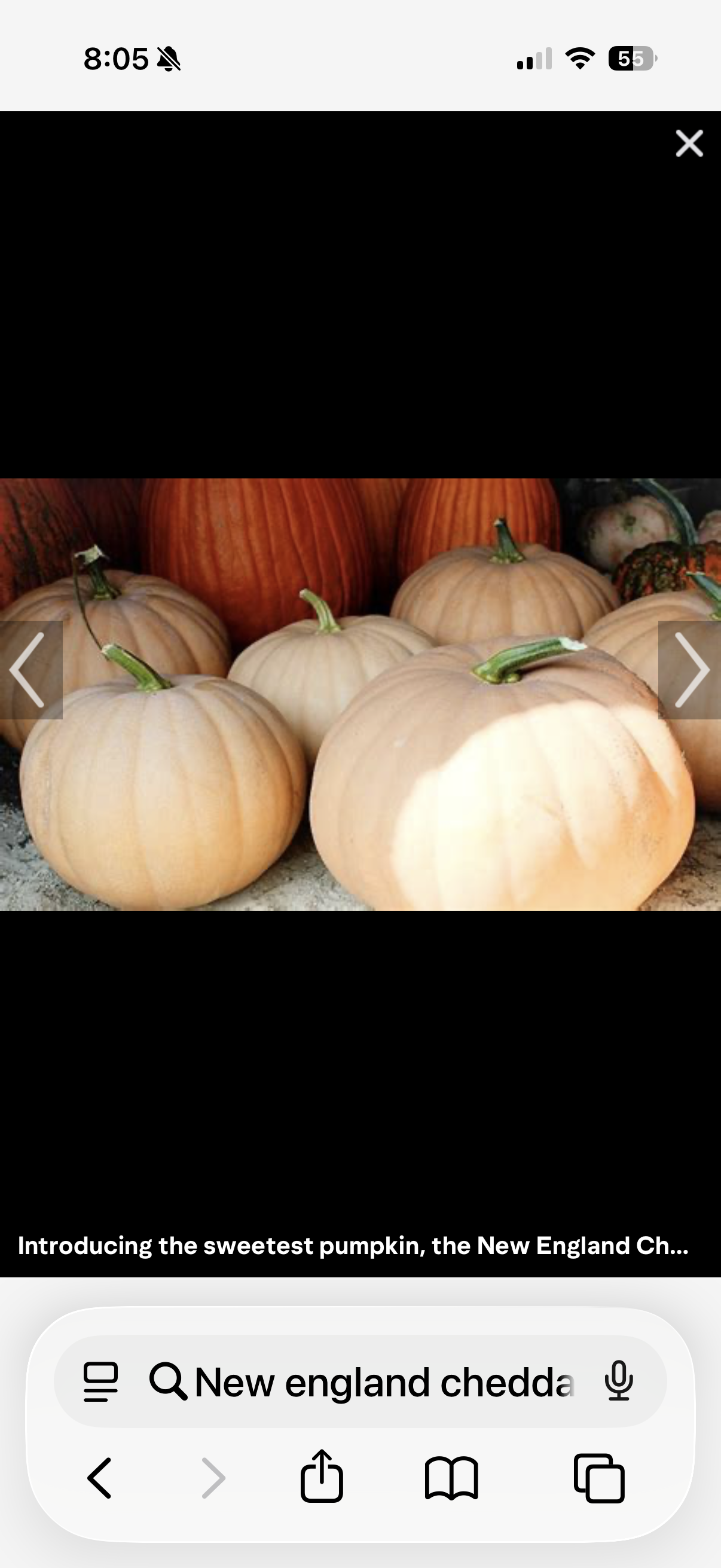 New England Cheddar Pumpkin