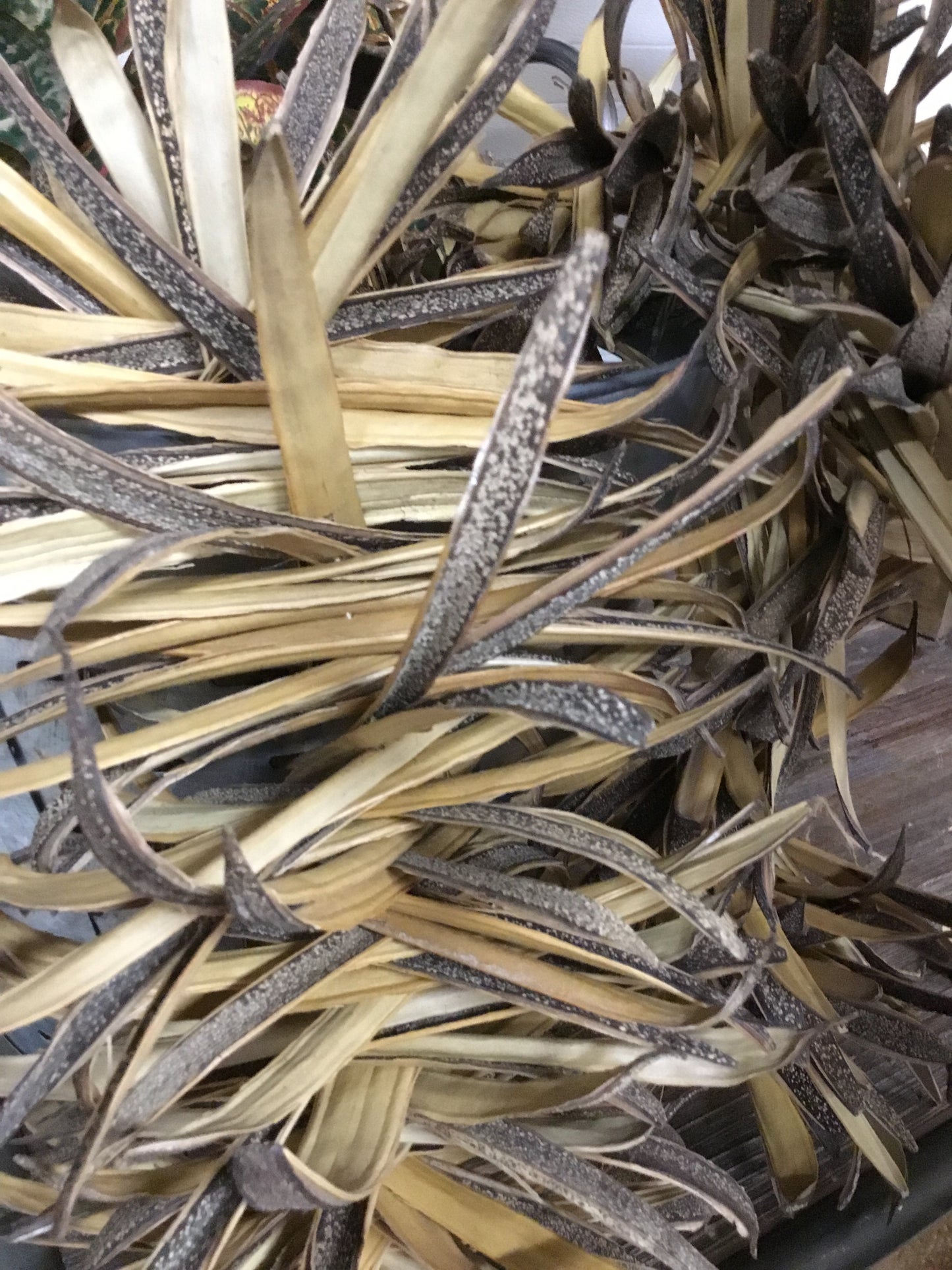 Df2240-CC Dried Natural Coconut Palm