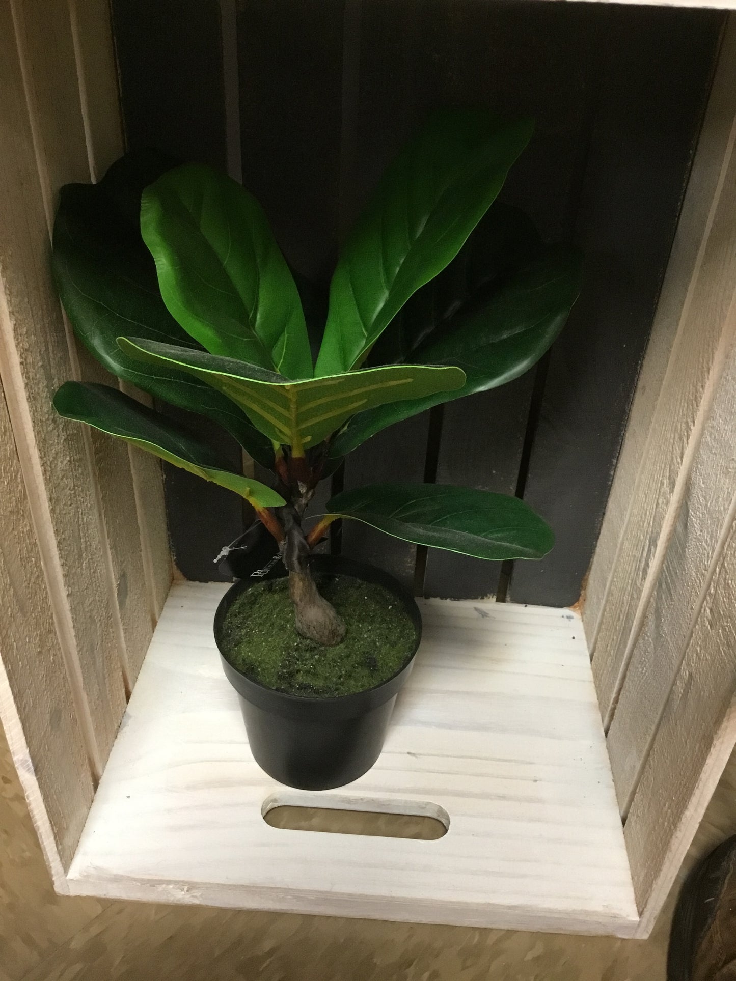 PDH007 13.5" Fiddle Leaf Tree