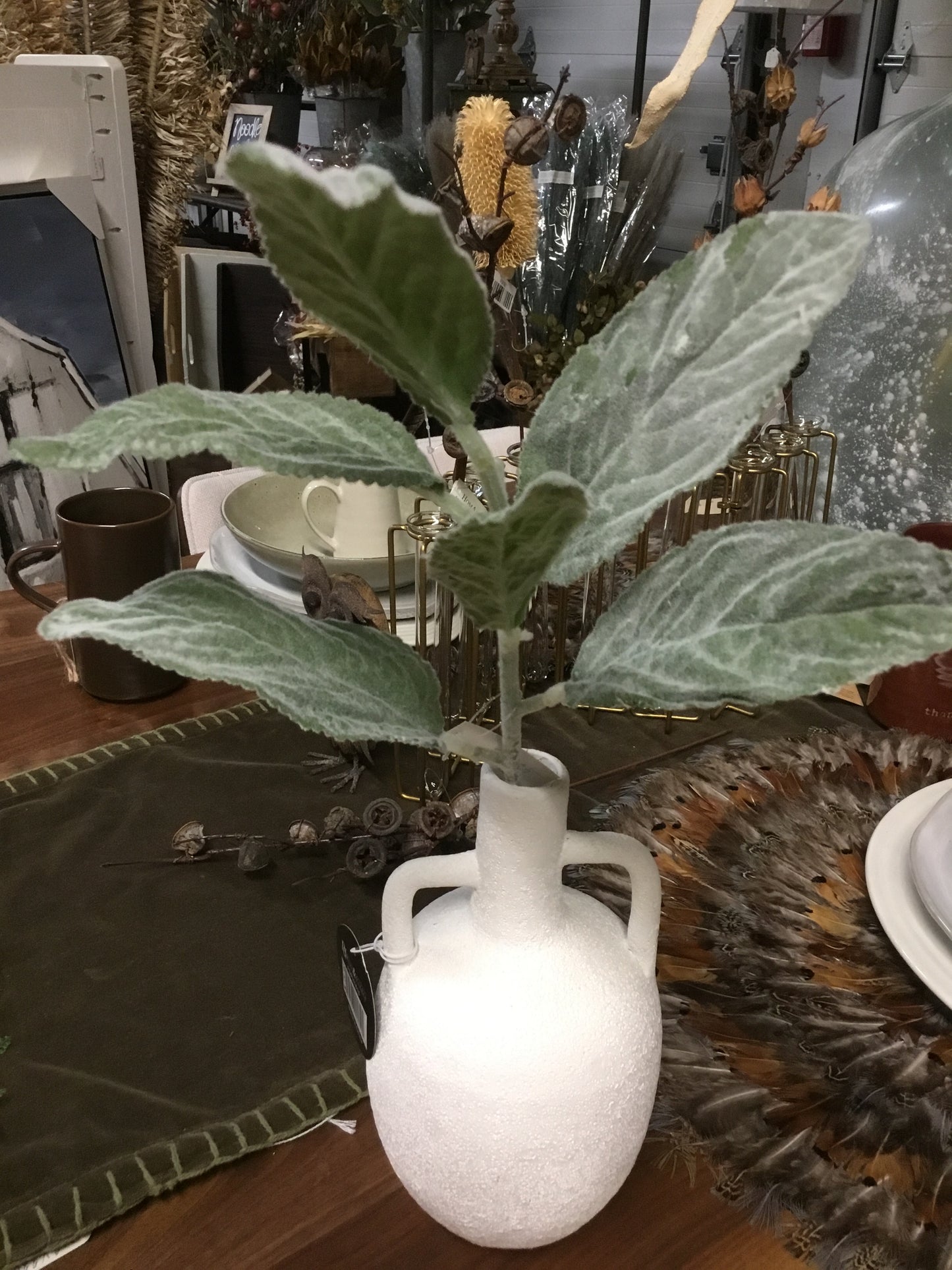 Eby80034-Phc Lambs Ear