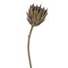 25" Mustard Protea Stem