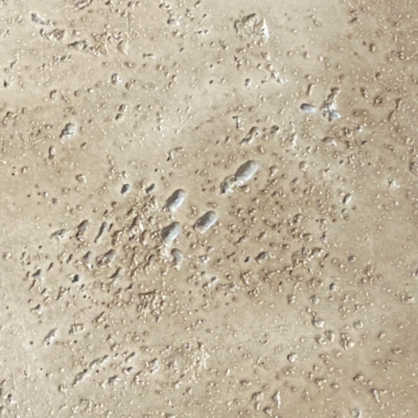 Cement Scallop Tray