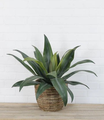 Large Agave (25)