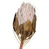 Blush King Protea Stem