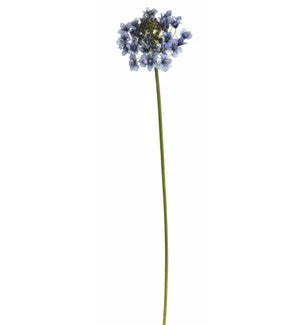 Agapanthus Bud 30" blue (25)
