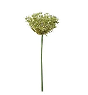 Allium stem 36" (25)