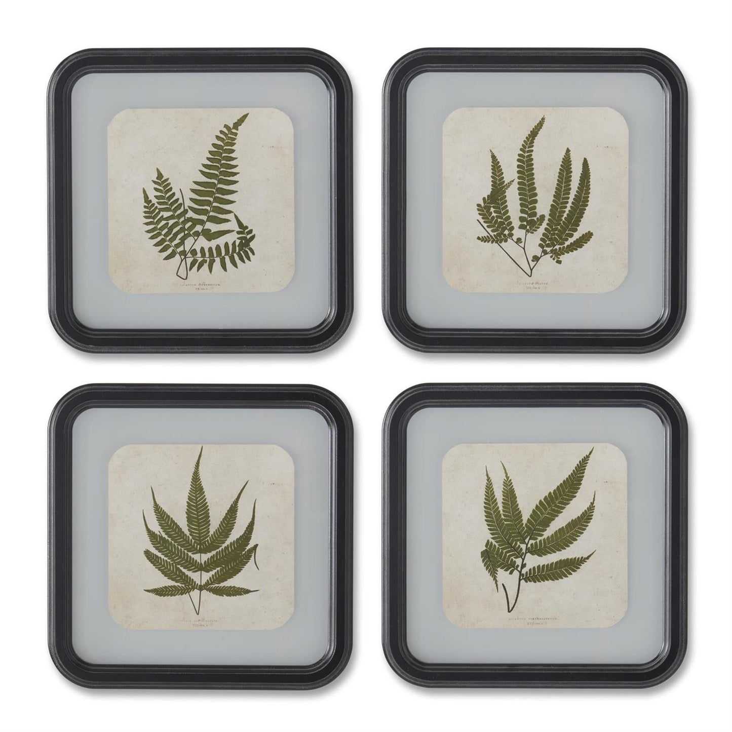 11.75" Square Black Wood Rounded Framed Fern Print (25)