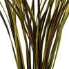 Basil Splinter Grass bundle
