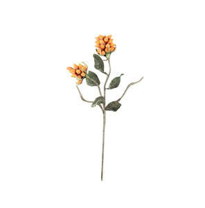 CSL2548 Botanica