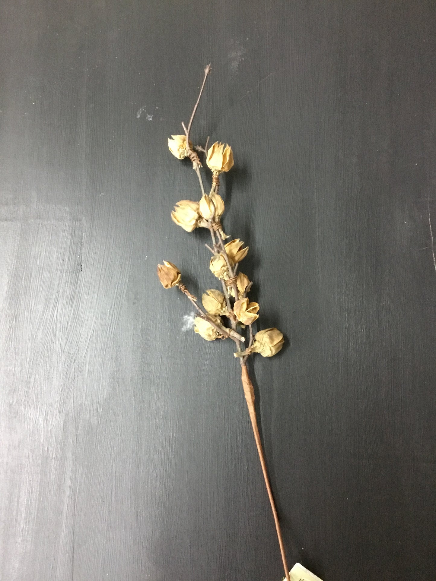 28370-Ha Cotton Pod