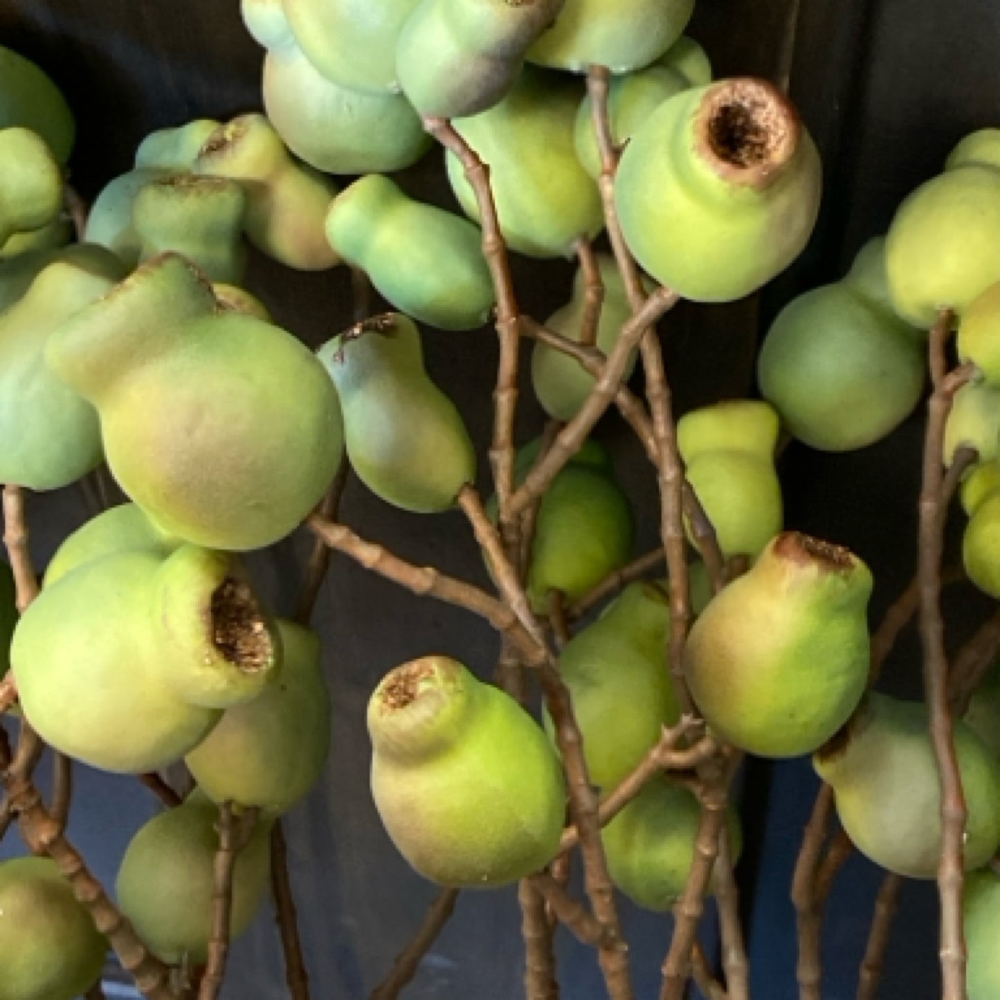 Eucalyptuses Pod Spray (25)
