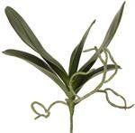 Green Bare Root Orchid Plant. (25)