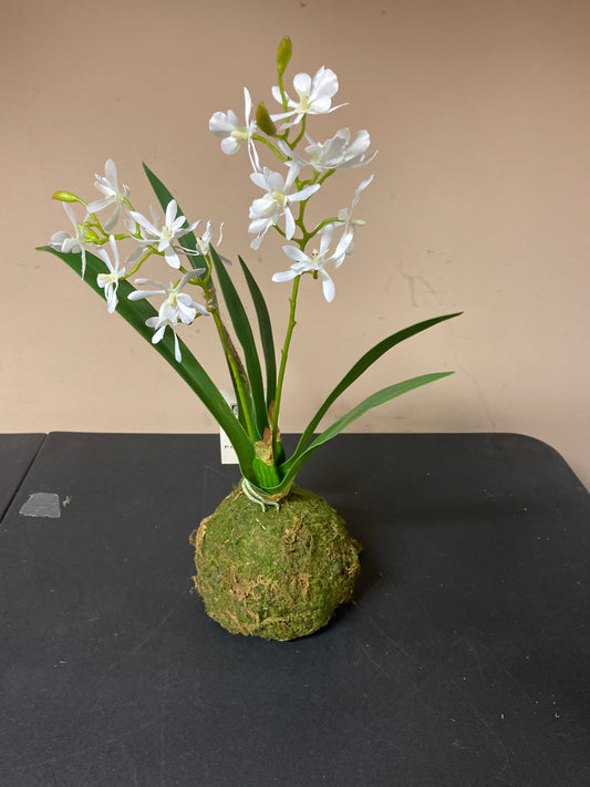 Mini Vanda Orchid in Moss Ball Small White