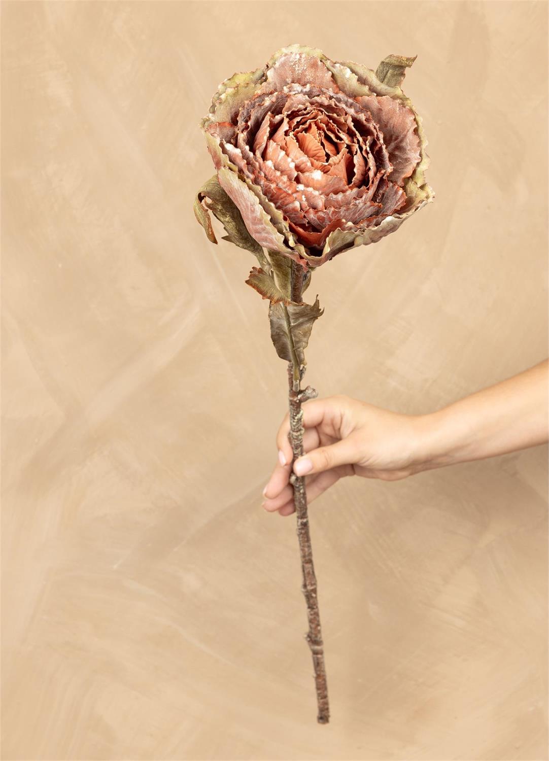Autumn Cabbage Nutmeg Stem