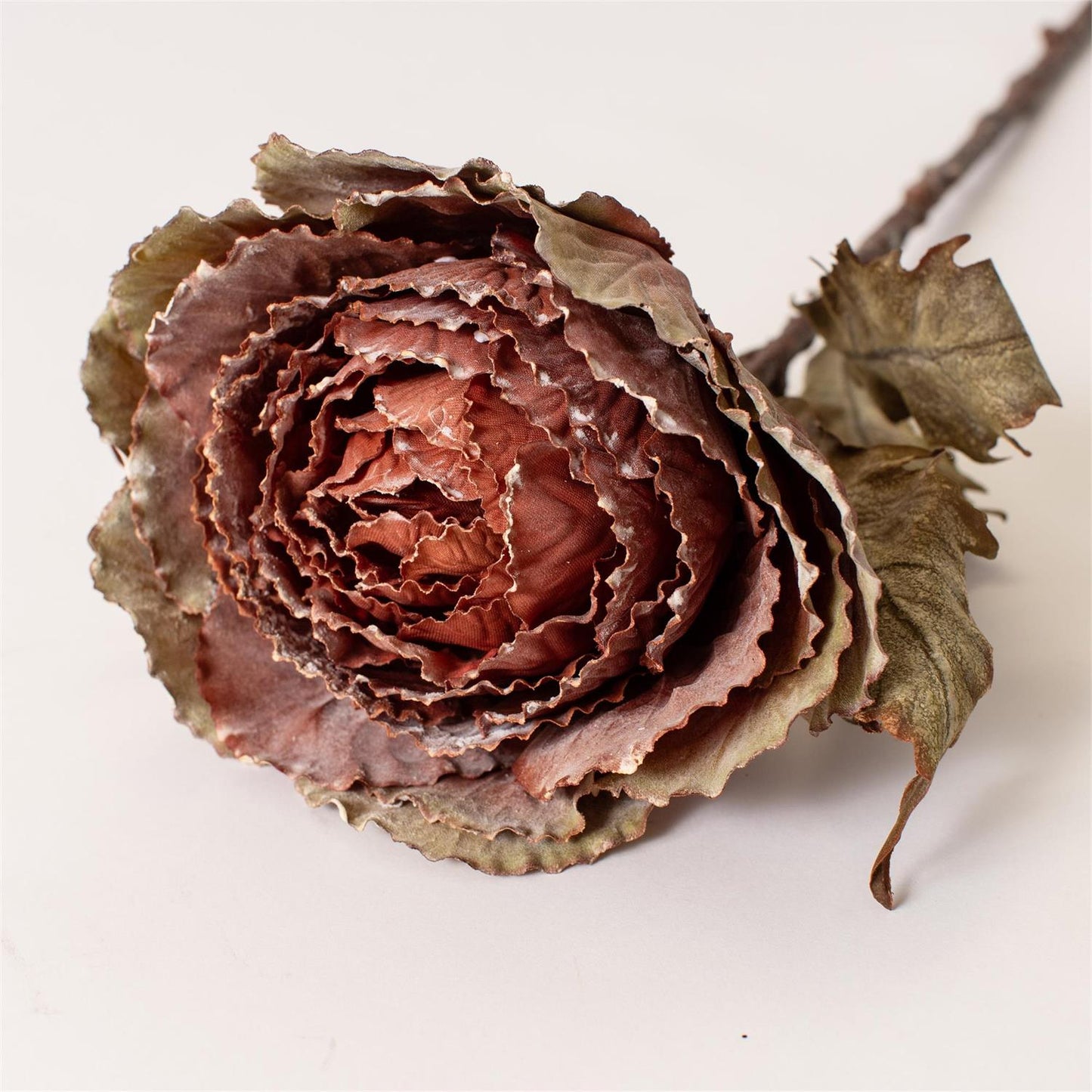 Autumn Cabbage Nutmeg Stem