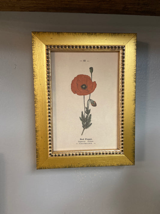 Red Poppy