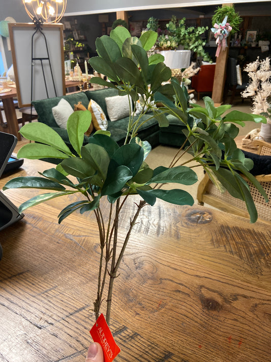 Stem - Schefflera Variegated