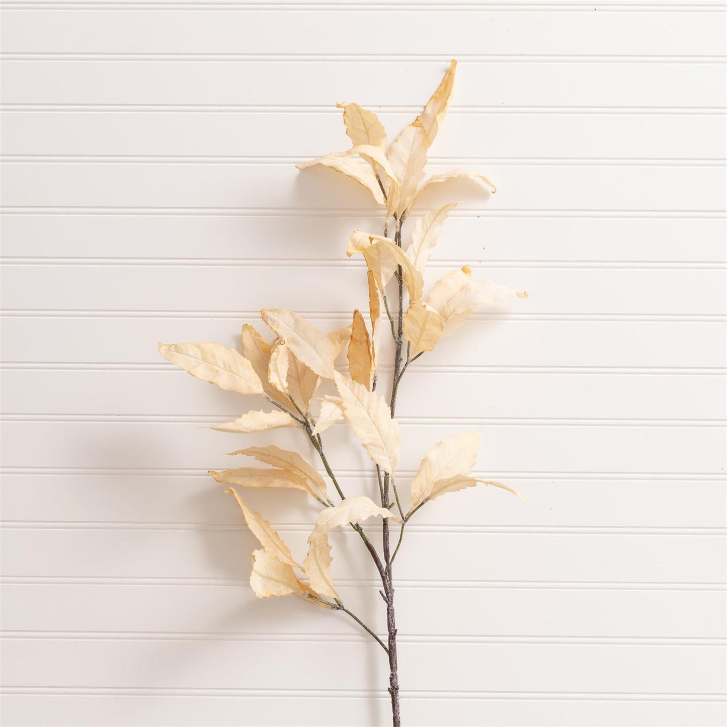 Branch Cream Leaf