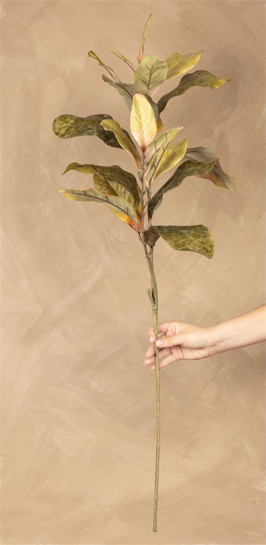 Magnolia Stem