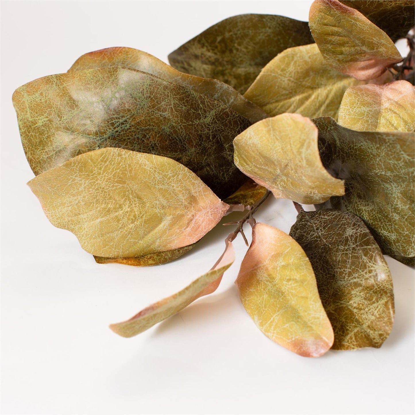 Magnolia Stem
