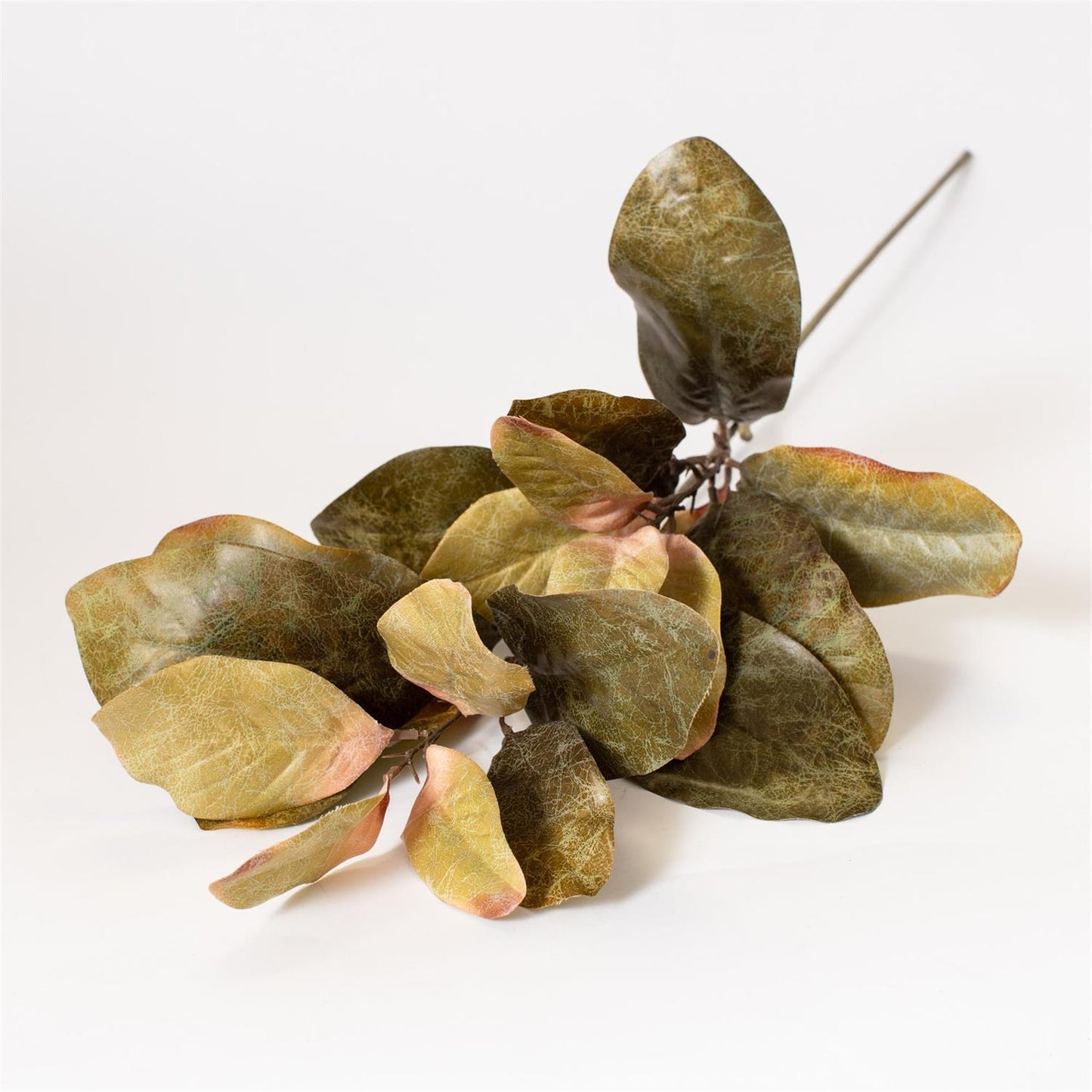 Magnolia Stem