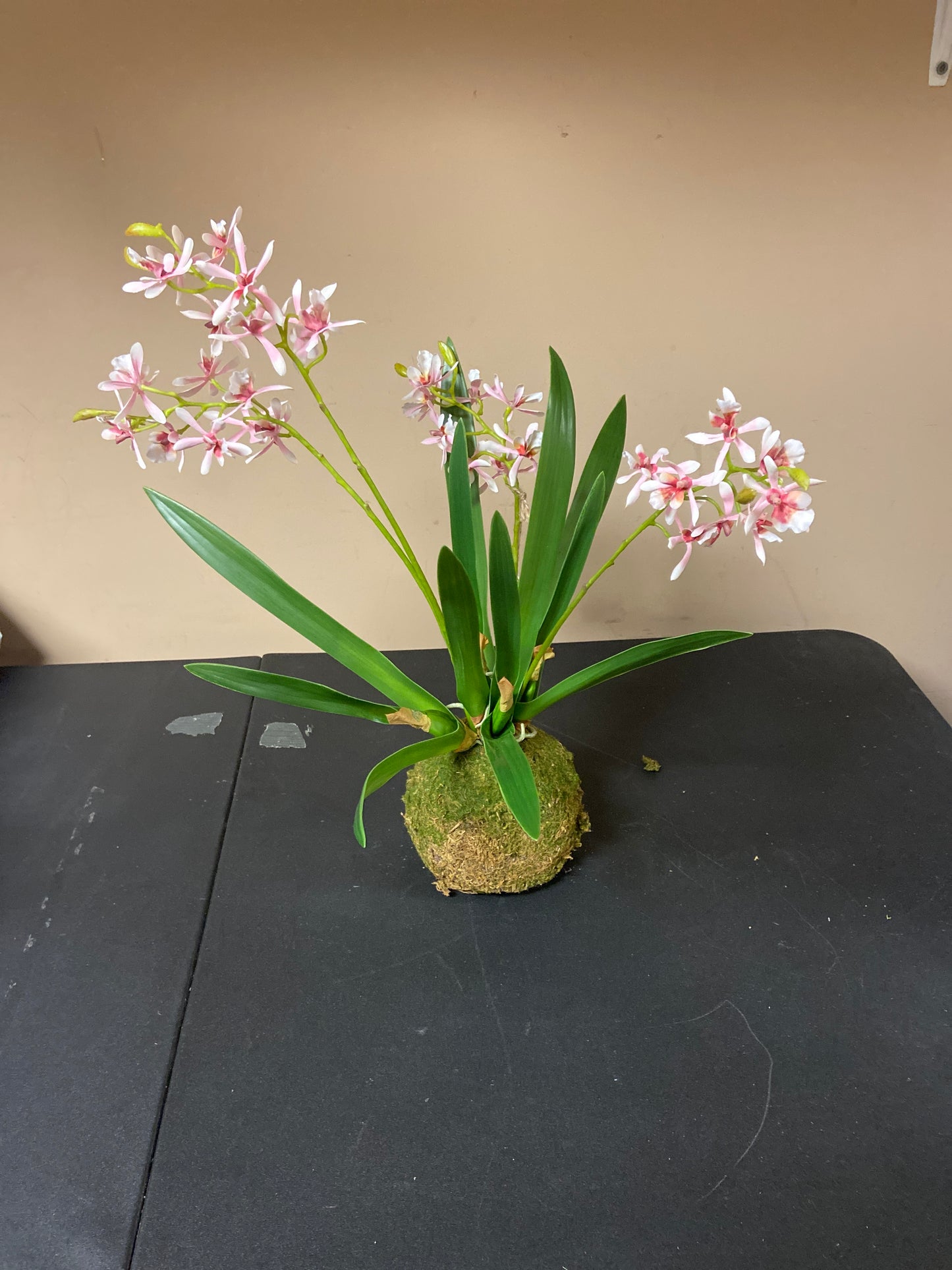 Variegated Pink Mini Orchid Large Moss Ball