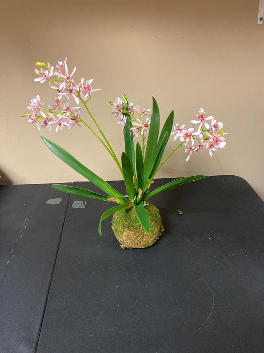 Variegated Pink Mini Orchid Large Moss Ball