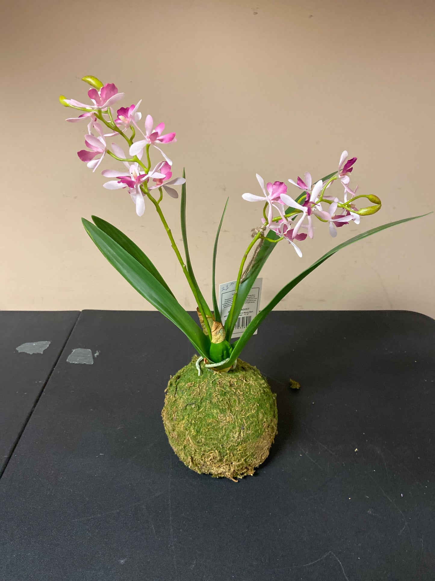 Mini Vanda Orchid in Moss Ball Small Lavender