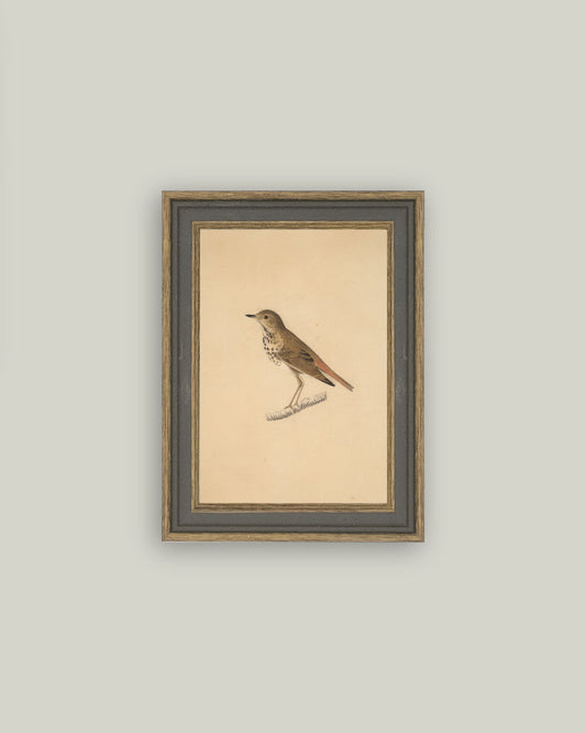6 Bird Print