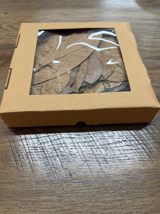 CF3477-CC 1 Box Dried Saal Tree Leaves