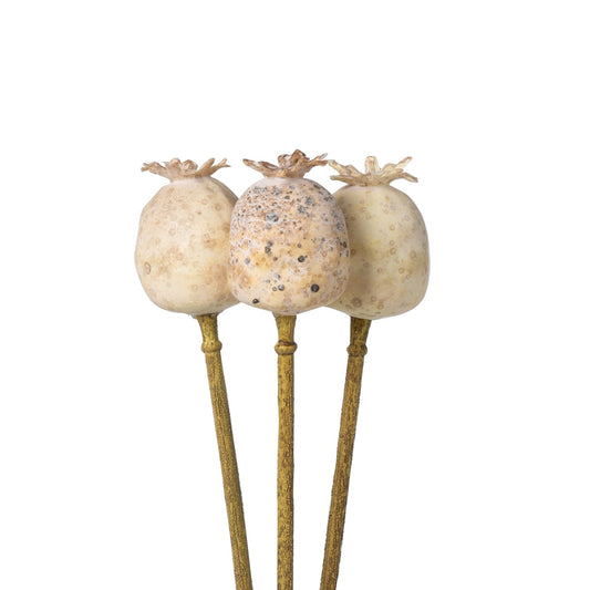 Poppy Pod Bundle Of 3