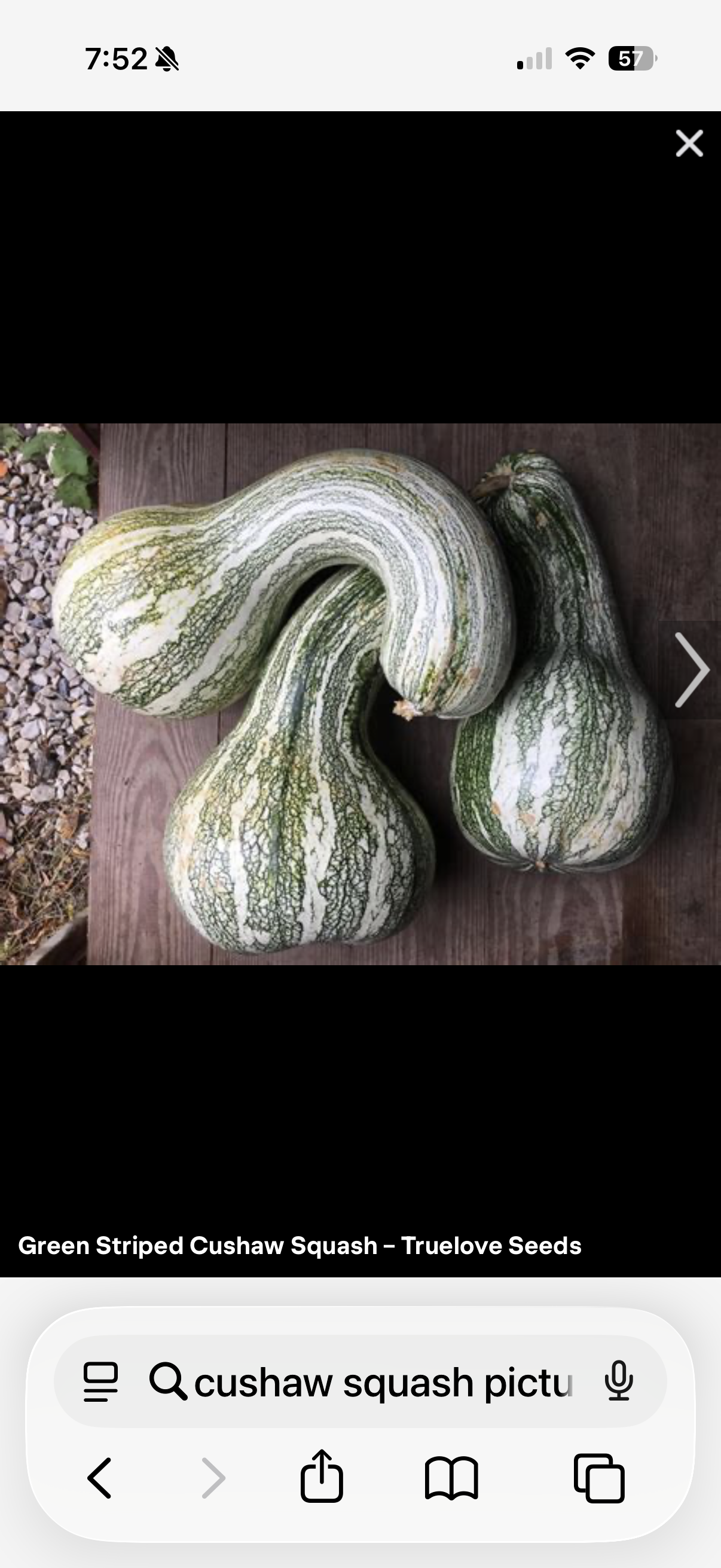 Cushaw Squash