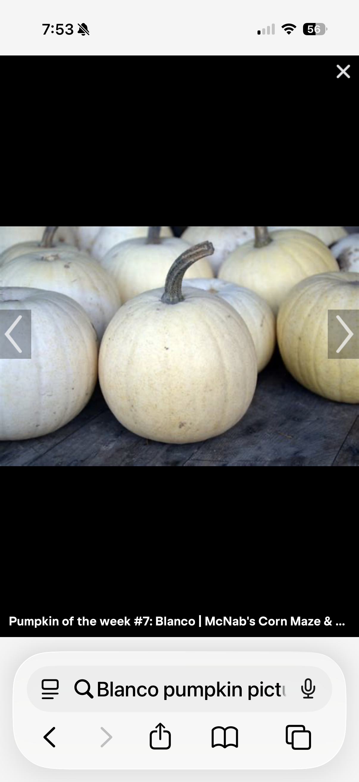 Blanco Pumpkin