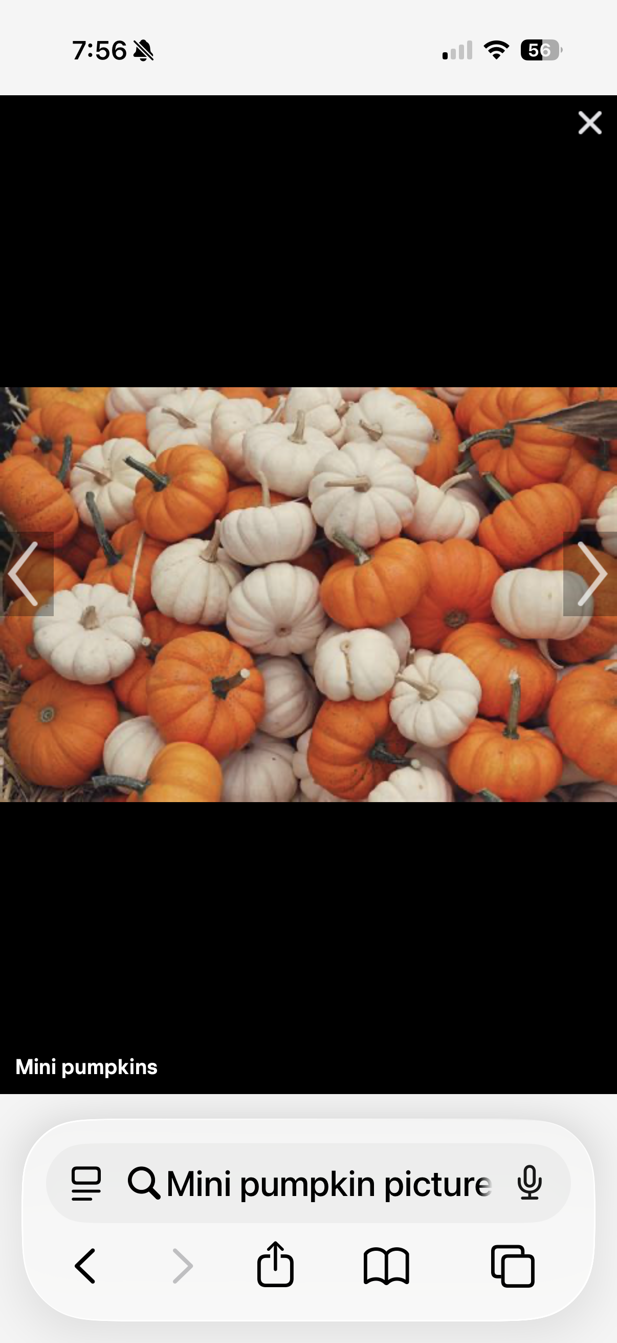 Mini Pumpkin