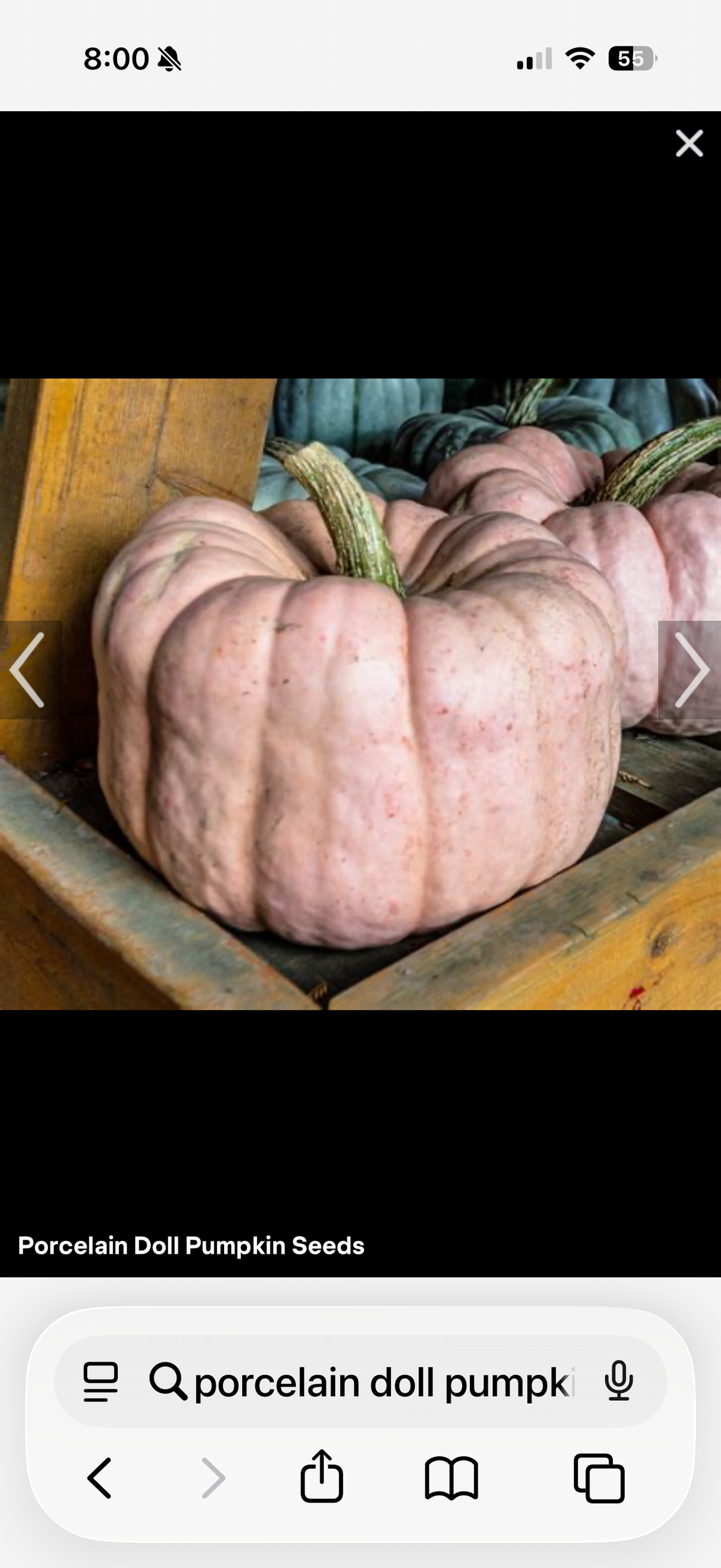 Porcelain Doll Pumpkin