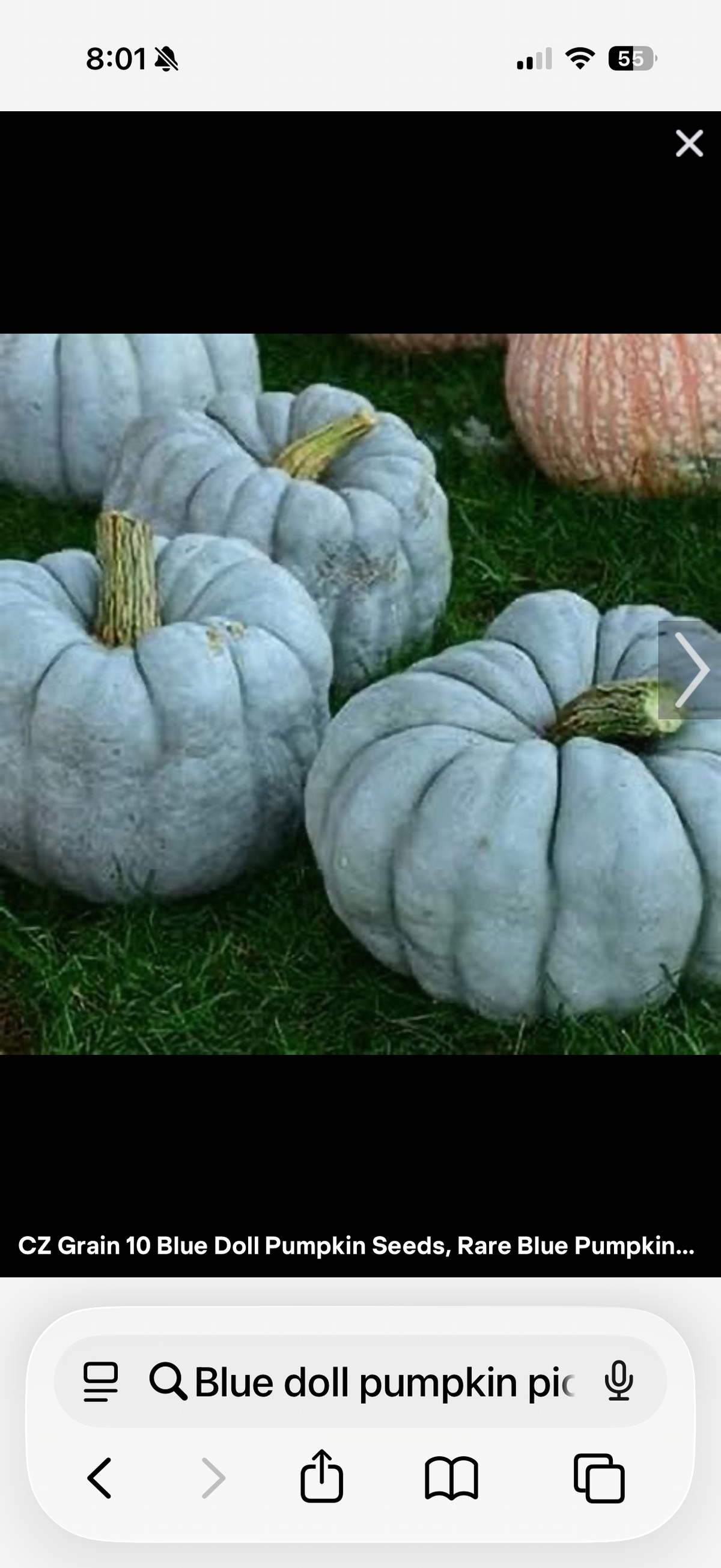 Blue Doll  Pumpkin