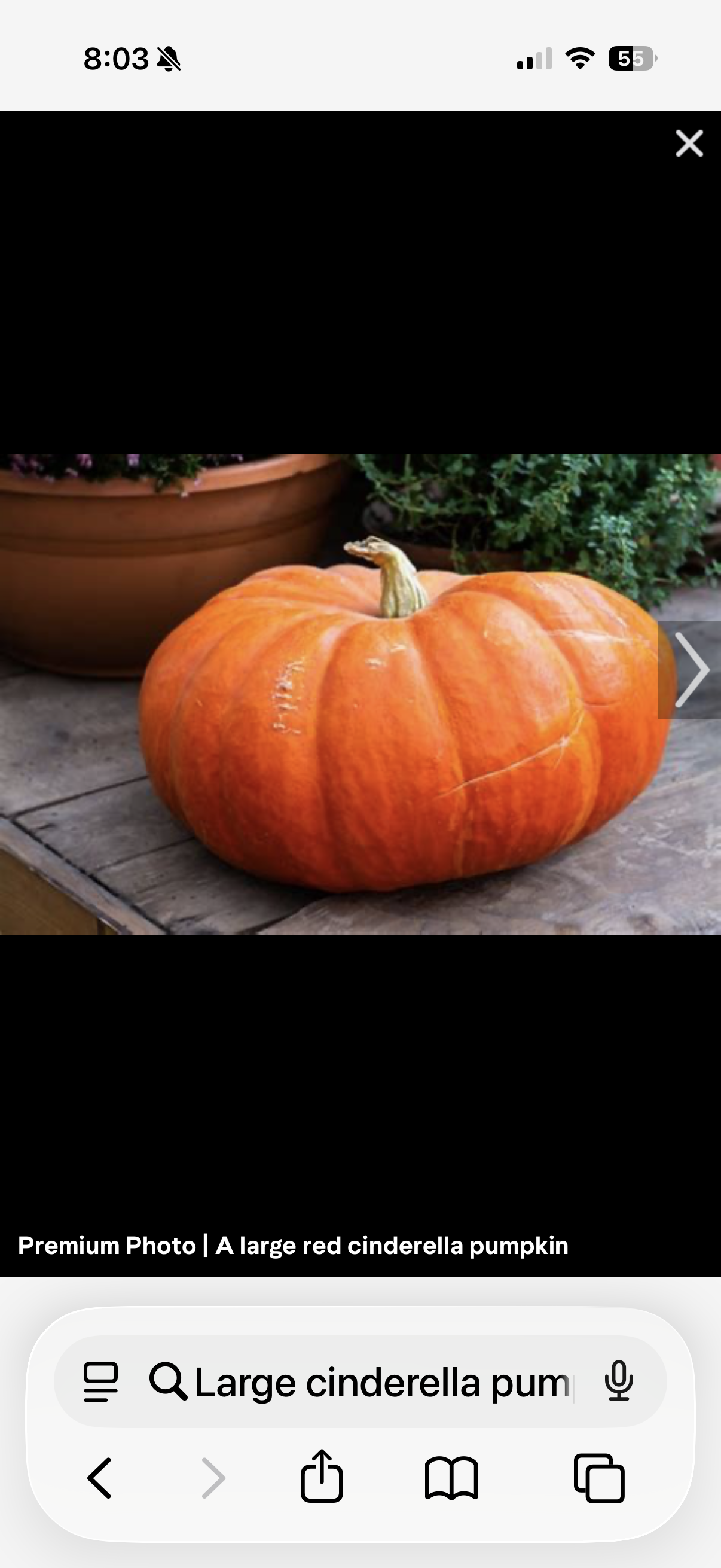 Large Cinderella Pumpkin