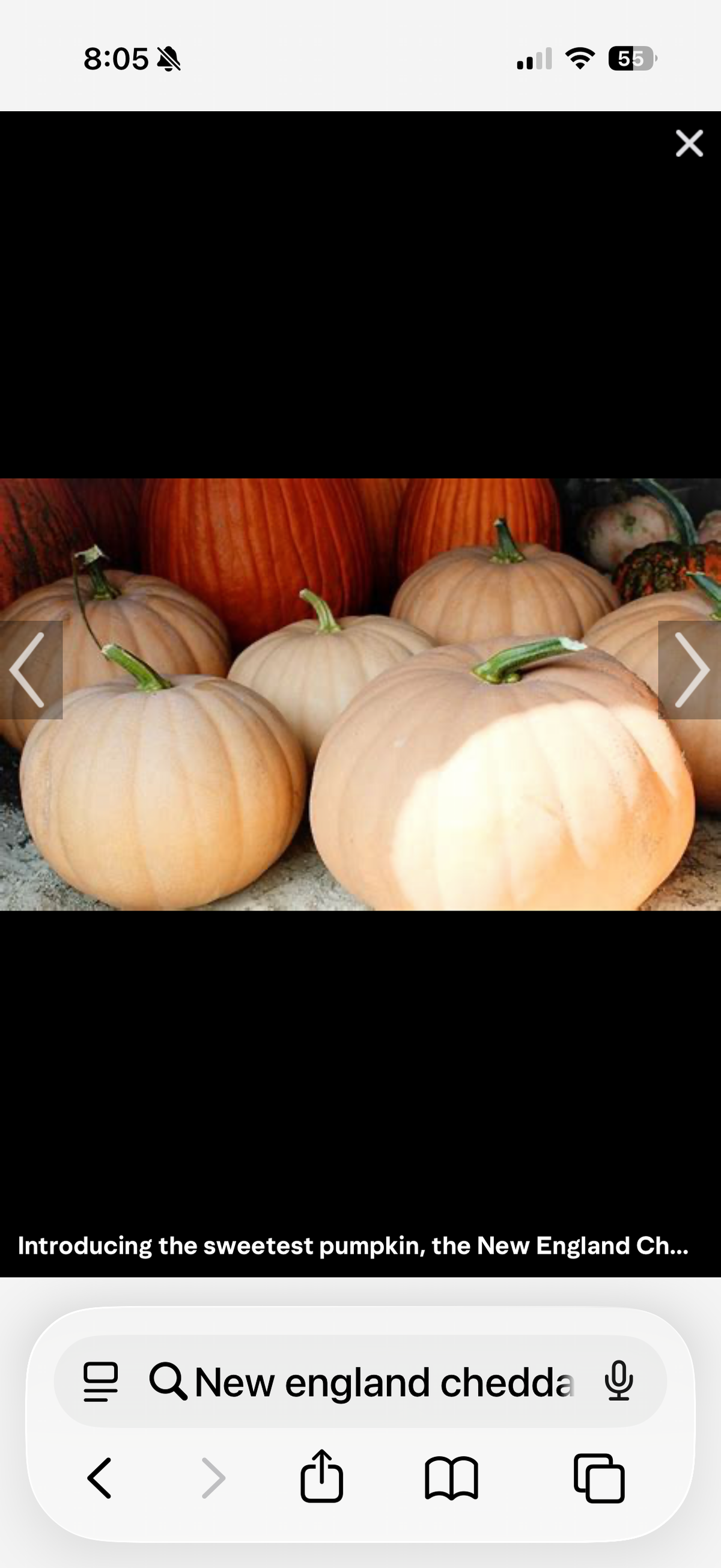 New England Cheddar Pumpkin