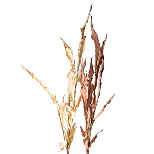 49" Dried Fern Bundle