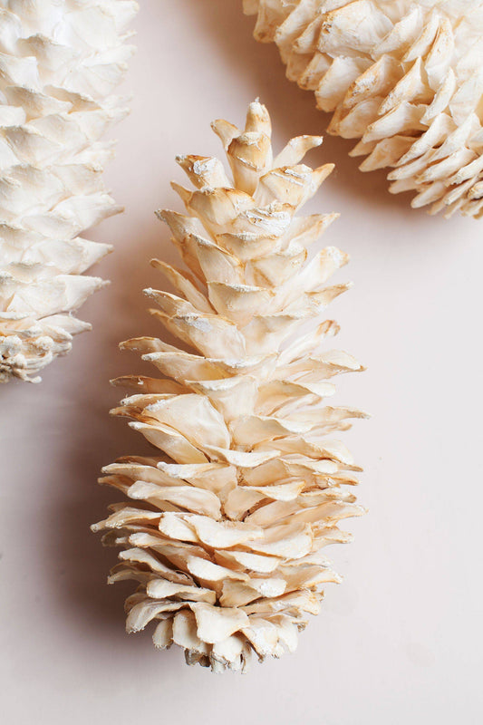 Giant White Sugar Pine Cone.      (25)