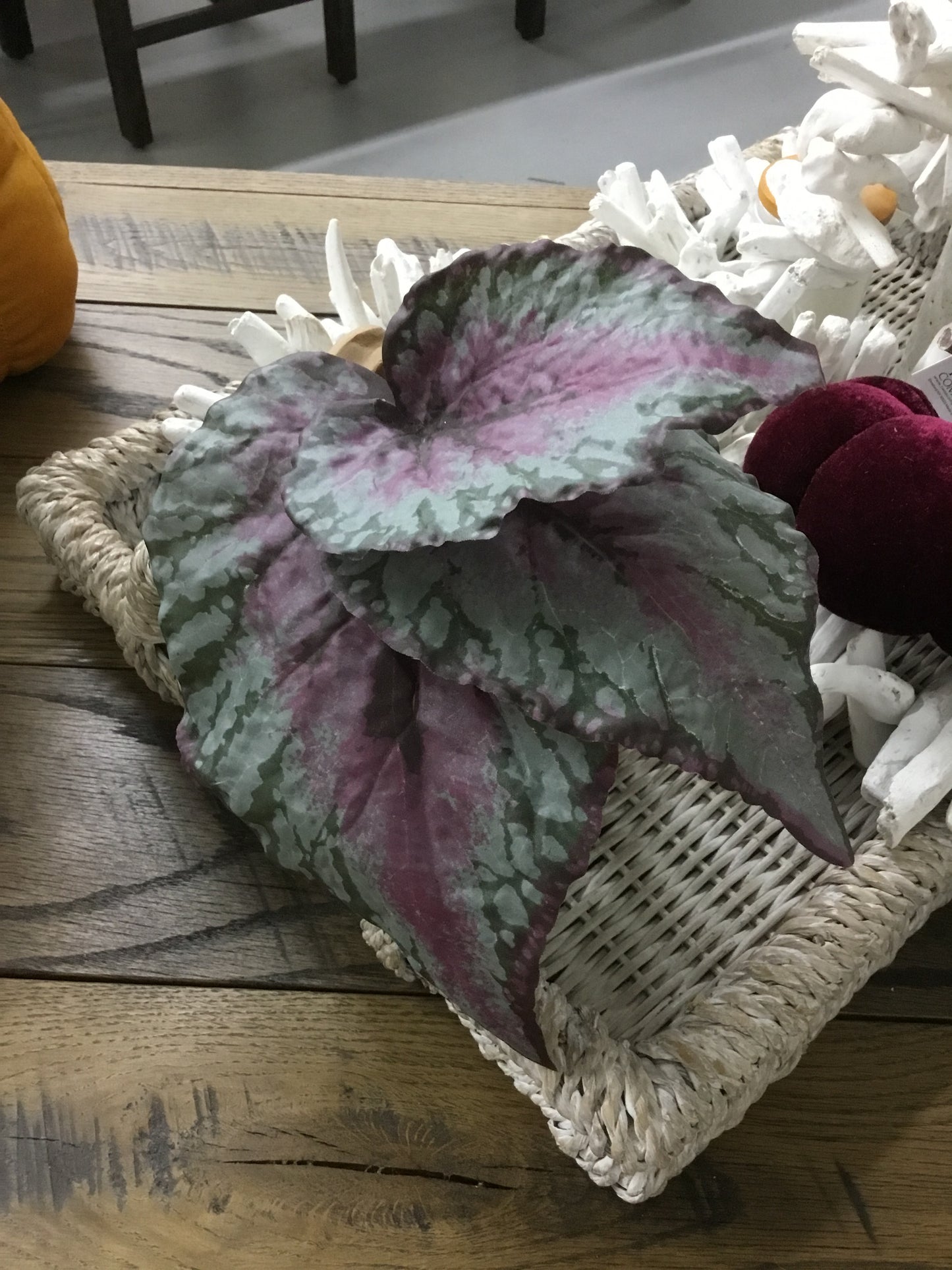 Eby10160-Phc Variegated Begonia Bundle-Phc