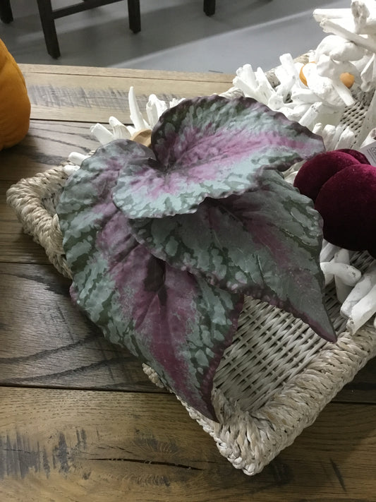 Eby10160-Phc Variegated Begonia Bundle-Phc