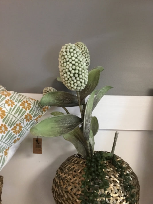 Csl1065-Kal Botanica