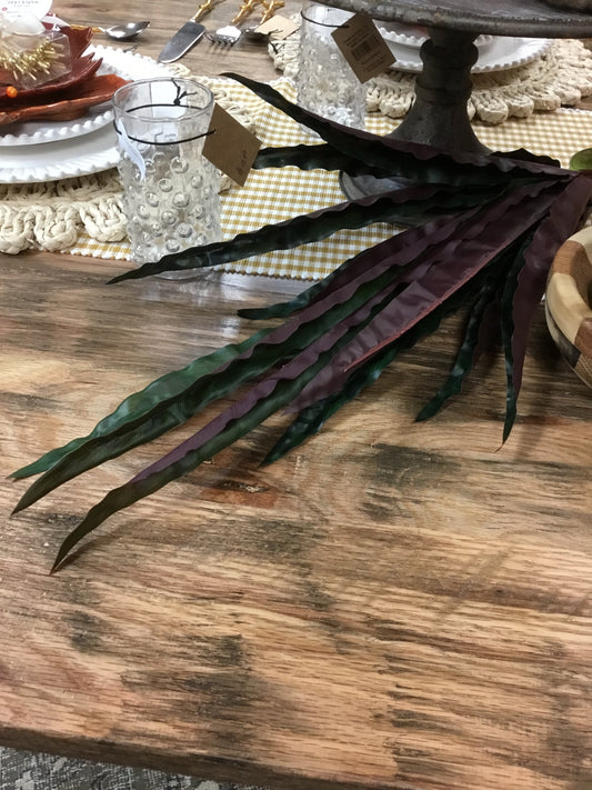 Dc20879-Fa Bird Nest Fern