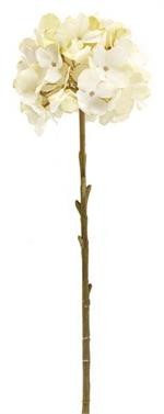 Hydrangea Stem.      (25)